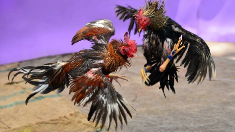Phong độ và thành tích thực chiến
